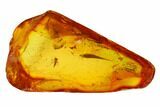 Detailed Fossil Fly (Chironomidae) In Baltic Amber #145404-3